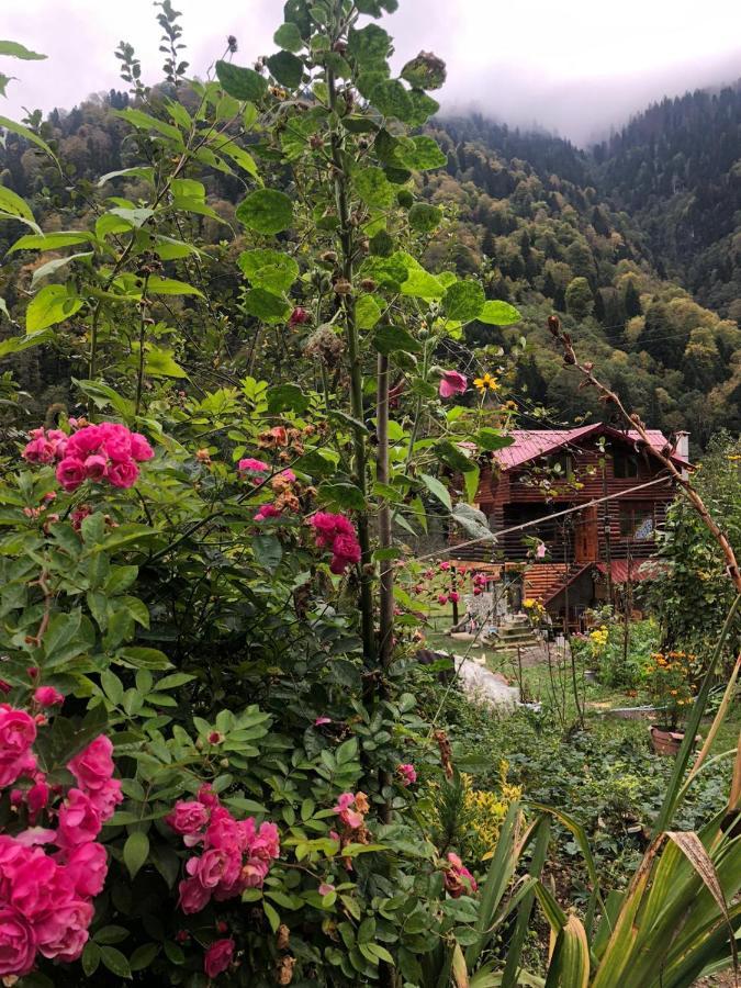 Çamdibi konaklama Rize Dış mekan fotoğraf